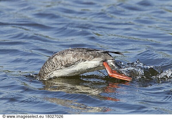 Rotbrust-Säger (Mergus serrator) erwachsenes Weibchen  tauchend unter Wasser  Florida (U.) S. A. März
