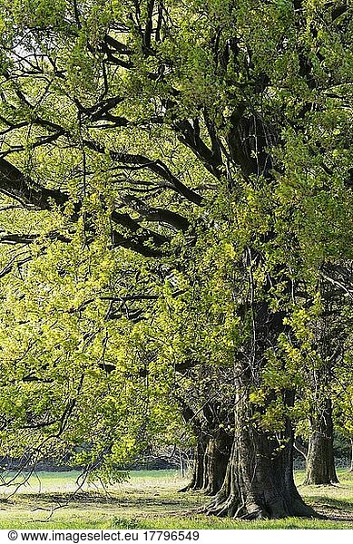 Rotbuche (Fagus silvatica)  Naturschutzgebiet Egelsberg  Krefeld  Nordrhein-Westfalen  Nordrhein-Westfalen  Deutschland  Europa