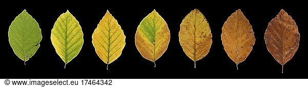 Rotbuche (Fagus sylvatica)  Blätter mit Herbstfärbung  Bildtafel  Deutschland  Europa