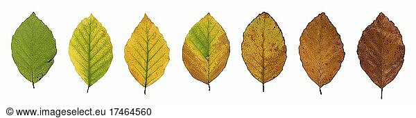 Rotbuche (Fagus sylvatica)  Blätter mit Herbstfärbung  Bildtafel  Deutschland  Europa