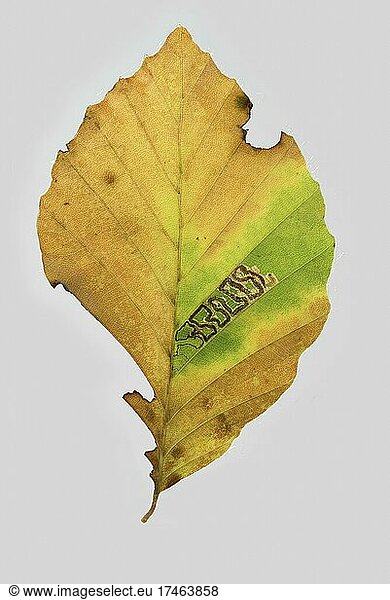 Rotbuche (Fagus sylvatica)  Fraßbild einer Miniermotte (unbestimmt)  Herbstfärbung  Deutschland  Europa