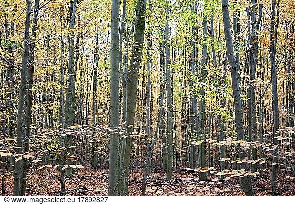 Rotbuche (Fagus sylvatica)  Herbst im sonnigen Buchenwald  Uedem  Nordrhein-Westfalen  Deutschland  Europa