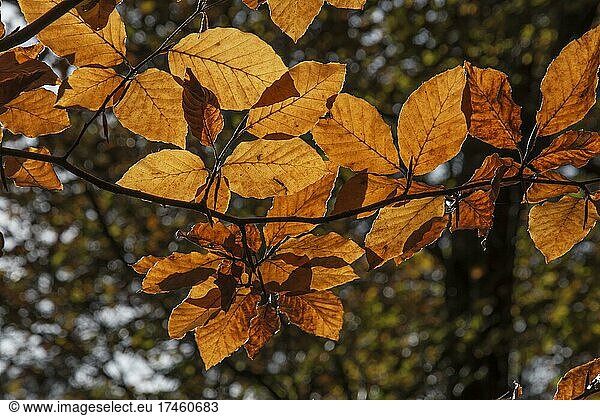 Rotbuche (Fagus sylvatica) Herbstblätter im Gegenlicht  Baden-Württemberg  Deutschland  Europa