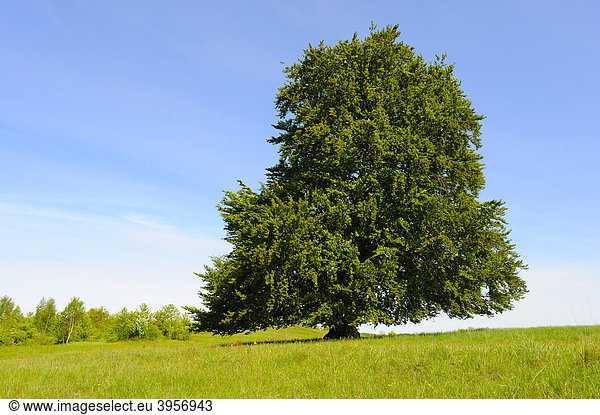 Rotbuche (Fagus sylvatica) im Frühling Schwäbische Alb Baden-Württemberg Deutschland Europa
