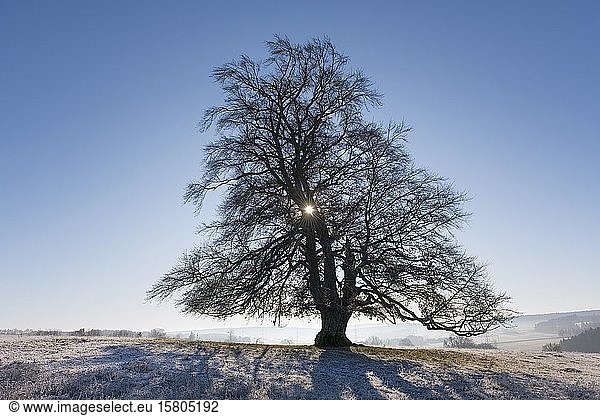 Rotbuche (Fagus sylvatica)  Silhouette in Winterlandschaft  Schwäbische Alb  Baden-Württemberg  Deutschland  Europa