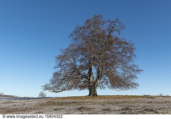 Rotbuche (Fagus sylvatica)  Winterlandschaft  Schwäbische Alb  Baden-Württemberg  Deutschland  Europa