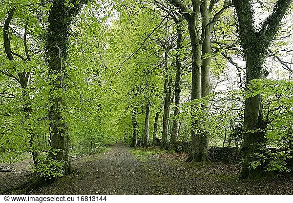 Rotbuchen (Fagus sylvatica) im Frühjahr im Nether Wood in den Mendip Hills  Somerset.