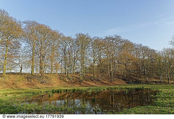 Rotbuchen (Fagus sylvatica) spiegeln sich in Tümpel  Naturschutzgebiet Egelsberg  Krefeld  Nordrhein-Westfalen  Deutschland  Europa