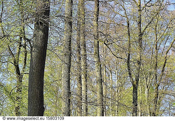 Rotbuchen (Fagus sylvatica) und Eichen (Quercus) mit frischen Blatttrieben  Nordrhein-Westfalen  Deutschland  Europa