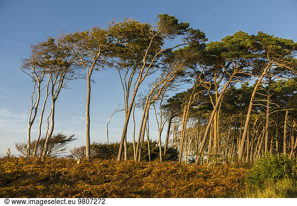 Rotbuchen (Fagus sylvatica) und Waldkiefer (Pinus sylvestris)  Windflüchter  Darßwald am Weststrand  Darß  Mecklenburg-Vorpommern  Deutschland  Europa
