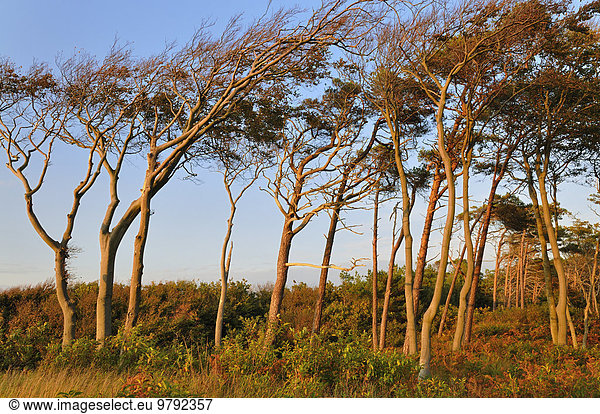 Rotbuchen (Fagus sylvatica) und Waldkiefern (Pinus sylvestris) im Abendlicht am Weststrand Nationalpark Vorpommersche Boddenlandschaft Mecklenburg-Vorpommern Deutschland Europa