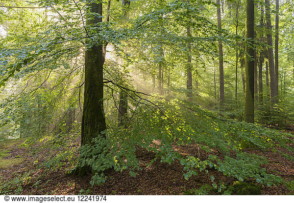 Rotbuchenwald (Fagus sylvatica) an einem nebligen Morgen  Spessart  Bayern  Deutschland