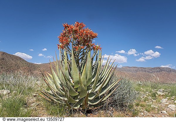 Rote Aloe (Aloe namibensis)  Solitaire  Region Khomas  Namibia  Afrika