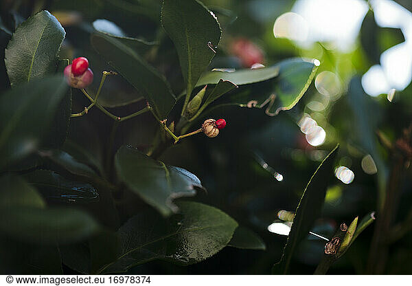 rote Beeren auf grünem Laub
