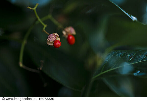 rote Beeren auf grünen Blättern  horizontal  Nahaufnahme