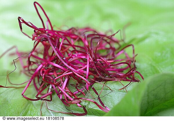 Rote-Beete-Sprossen (Beta vulgaris)  Rote Bete-Sprossen