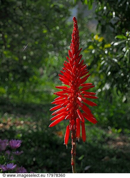 Rote Blüte einer Baum-Aloe