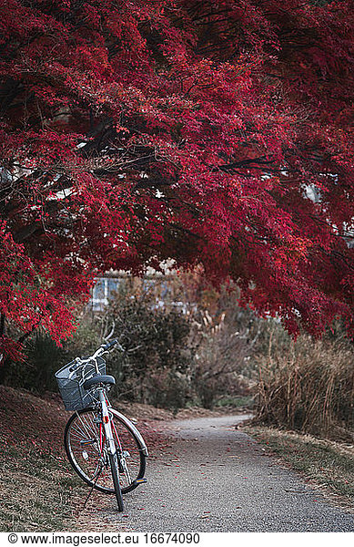Rote Fahrradparkplätze auf der Straße mit roten Ahornblättern im Hintergrund