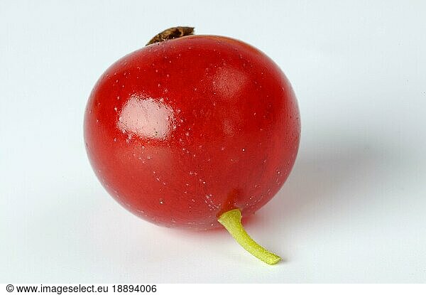 Rote Johannisbeere (Ribes rubrum) 'Rovada'