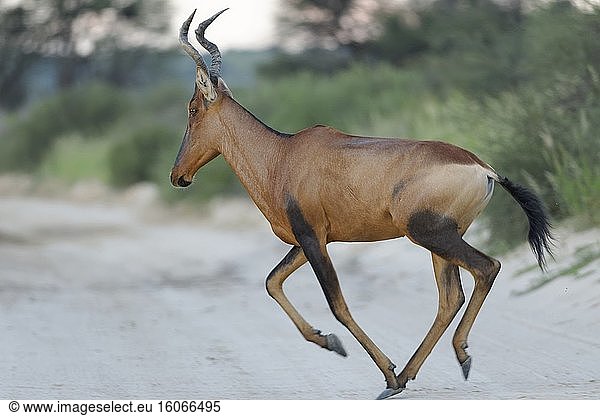 Rote Kuhantilope (Alcelaphus buselaphus caama)  erwachsen  läuft über eine unbefestigte Straße  bei Tageslicht  Kgalagadi Transfrontier Park  Nordkap  Südafrika  Afrika.