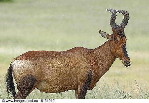 Rote Kuhantilope (Alcelaphus buselaphus caama)  erwachsenes Männchen  stehend im hohen Gras  Kgalagadi Transfrontier Park  Nordkap  Südafrika  Afrika.