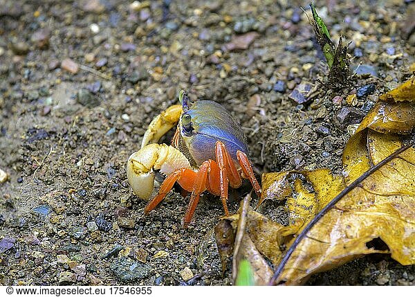 Rote Landkrabbe (Gecarcinidae)  Drake Bay  Provinz Puntarenas  Costa Rica  Mittelamerika