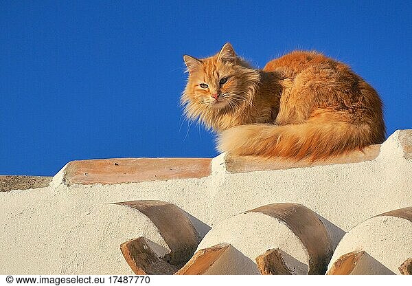 Rote  langhaarige Katze auf Hausdach im Abendlicht  rote Langhaarkatze sitzt auf Dachpfannen  Spanien  Europa