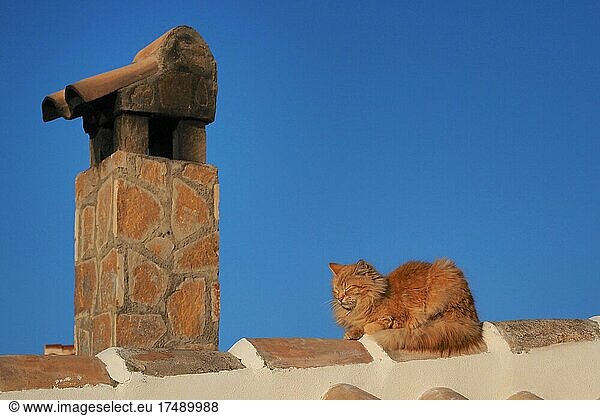 Rote  langhaarige Katze sonnt sich auf Dach mit Schornstein  Katze auf spanischem Hausdach  Hauskatze  Spanien  Europa