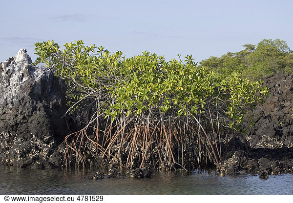 Rote Mangrove (Rhizophora mangle)  Gal·pagos-Inseln  Pazifischer Ozean