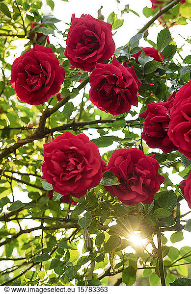 Rote Rosen im Gegenlicht