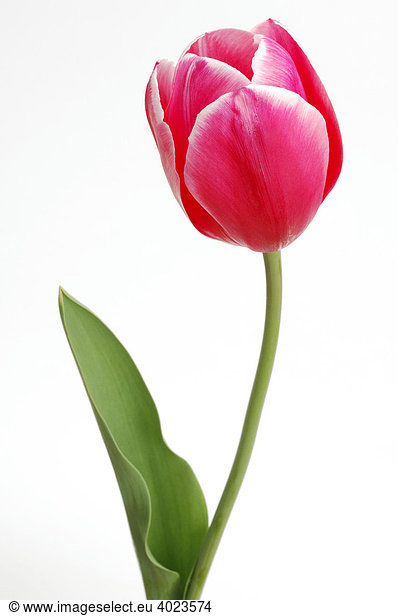 Rote Tulpe (Tulipa)