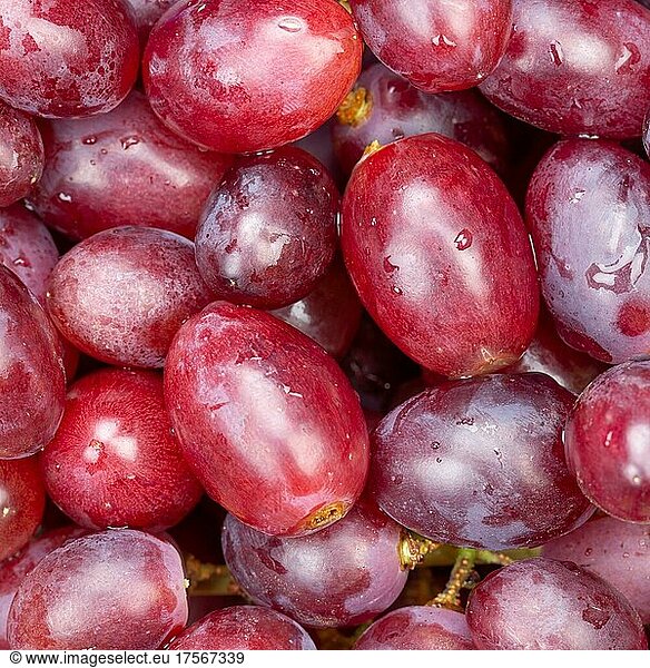 Rote Weintrauben Trauben Weintraube Traube Früchte Frucht Hintergrund von oben quadratisch
