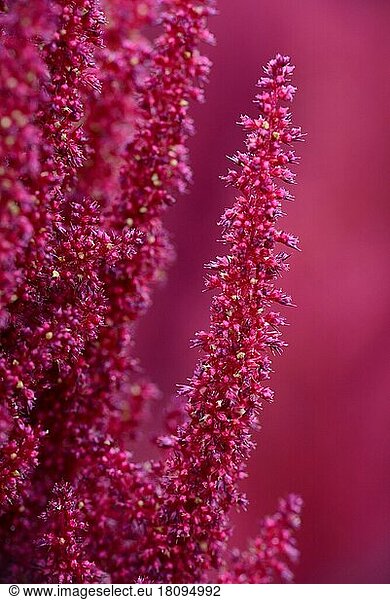 Roter Amaranth (Amaranthus)  Sorte Roter  aus Erkrath/D spec