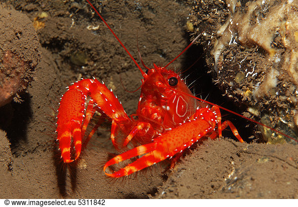 Roter Atlantik-Riffhummer (Enoplometopus antillensis) Madeira Portugal Europa Atlantik