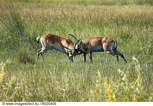 Roter Litschi-Wasserbock  Rote Litschi-Antilope  Rote Litschi-Wasserböcke  Rote Litschi-Antilopen  Antilopen  Huftiere  Paarhufer  Säugetiere  Tiere  two fighting red lechwe
