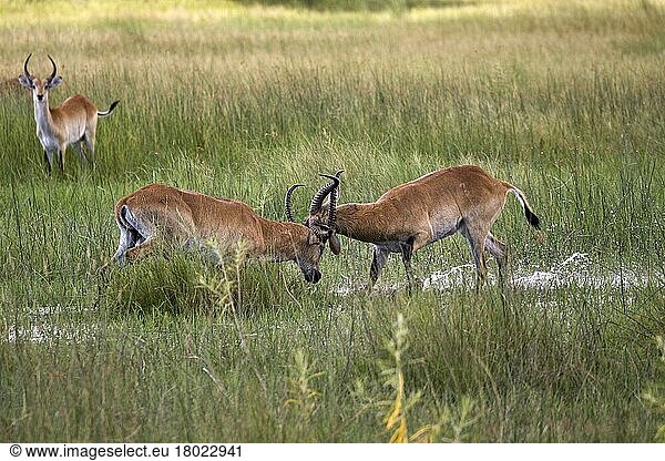 Roter Litschi-Wasserbock  Rote Litschi-Antilope  Rote Litschi-Wasserböcke  Rote Litschi-Antilopen  Antilopen  Huftiere  Paarhufer  Säugetiere  Tiere  two male red lechwe fighting