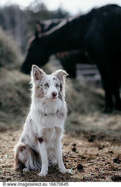 Roter Merel Border Collie beim Hüten auf der Ranch