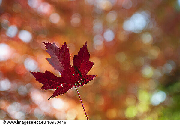 Rotes Ahornblatt umgeben von schönen Herbstfarben