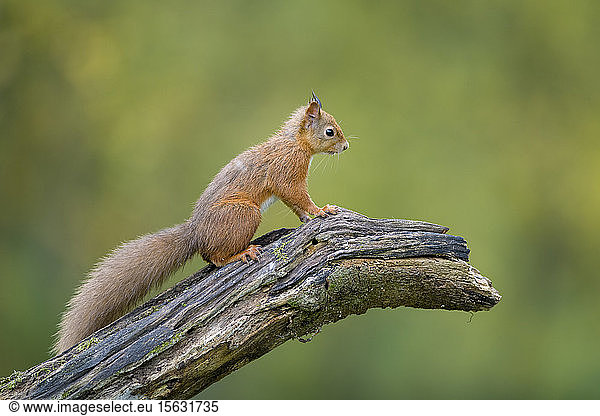 Rotes Eichhörnchen auf Baumstamm sitzend