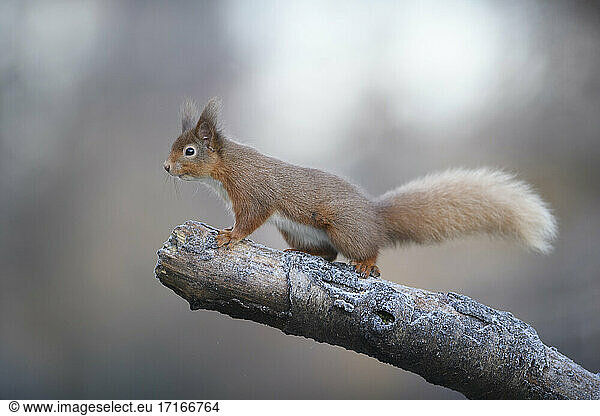 Rotes Eichhörnchen auf einem Ast sitzend  Schottland