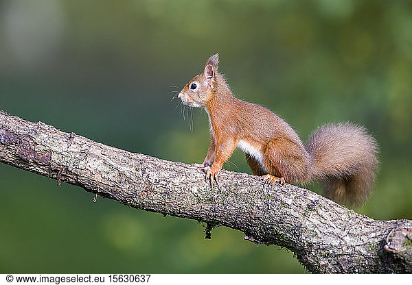 Rotes Eichhörnchen auf einem Baumstamm