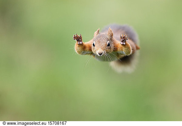 Rotes Eichhörnchen springt