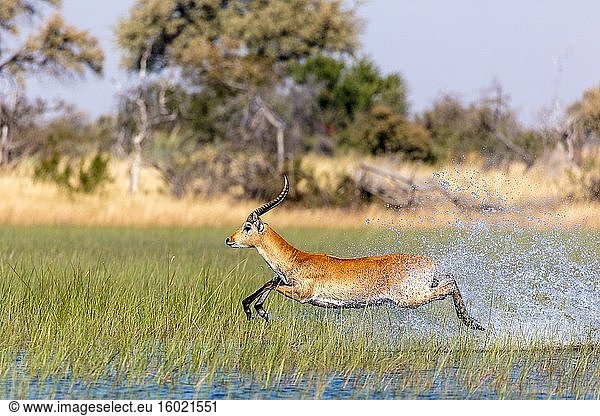 Rotes Lechwe (Kobus leche leche). Okavango-Delta. Botswana.