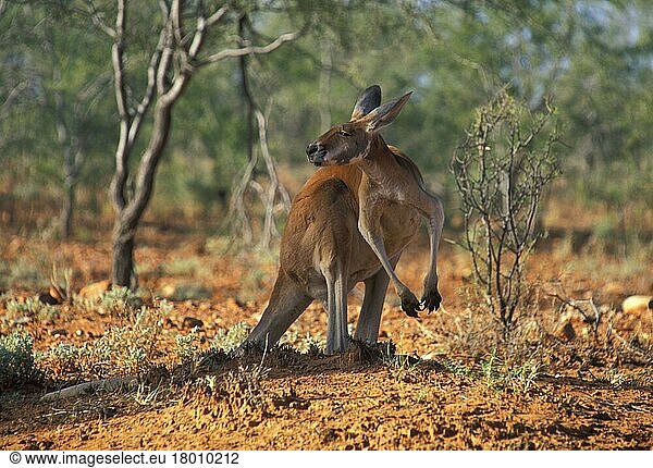 Rotes Riesenkänguru  Rotes Riesenkänguruh  Rote Riesenkängurus  Rote Riesenkänguruhs  Rote Riesenkängurua  Kängurus  Beuteltiere  Tiere  Red Kangaroo Australia