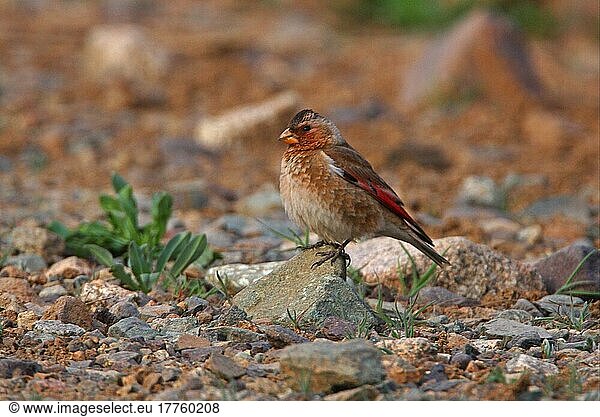 Rotflügelfink (Rhodopechys sanguinea aliena) Nordafrikanische Unterart  erwachsenes Männchen  Atlasgebirge  Marokko  April  Afrika