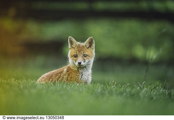 Rotfuchs auf Grasfeld stehend
