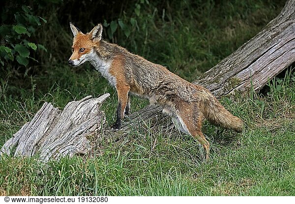 Rotfuchs (Vulpes vulpes)  adult  wachsam  Nahrungssuche  Surrey  England  Großbritannien  Europa