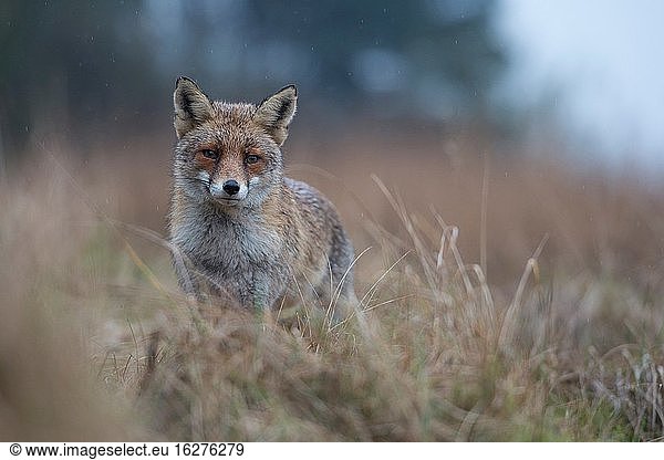 Rotfuchs ( Vulpes vulpes ) erwachsen im Winterfell  steht im hohen Gras  wartend  neugierig beobachtend  schlechtes Wetter  an einem regnerischen Tag  Tierwelt  Europa.