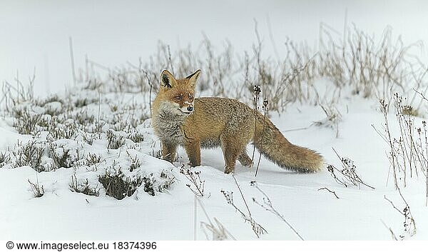 Rotfuchs (Vulpes vulpes)  in einer monochromen nebligen Winterlandschaft  Nationalpark  Sumava  Tschechienå