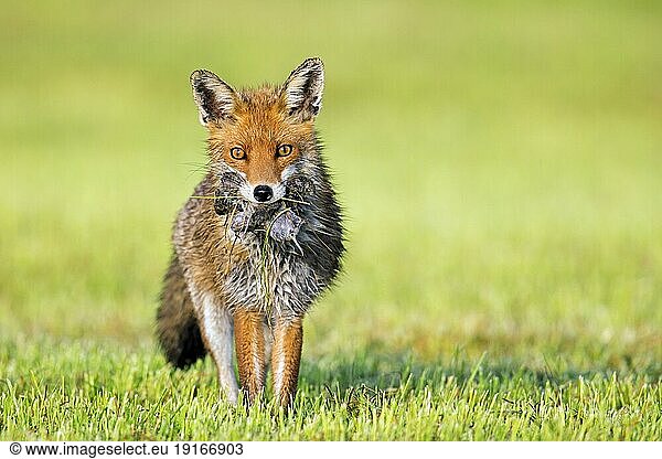 Rotfuchs (Vulpes vulpes) in frisch gemähter Wiese  gemähtes Grasland  das mit einem Maul voller Mäuse und Wühlmäuse zurückkehrt  um seine Jungen zu füttern  Jungtiere im Frühjahr